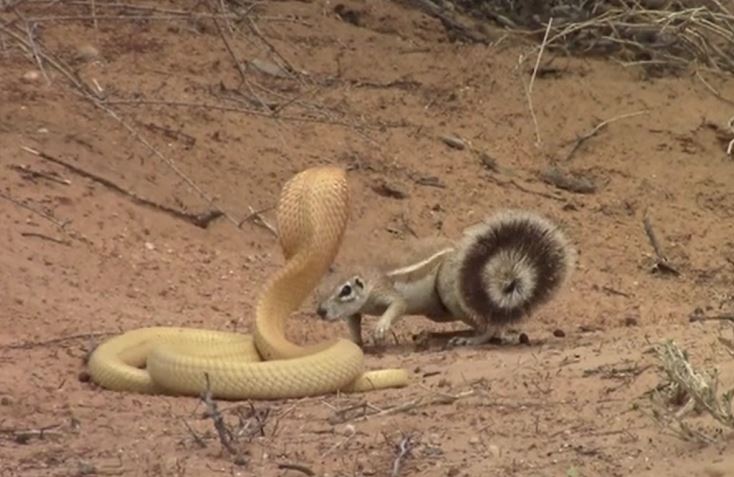 Ảnh cắt từ clip.