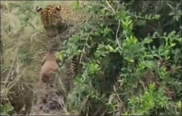 Báo hoa mai sát hại linh cẩu.