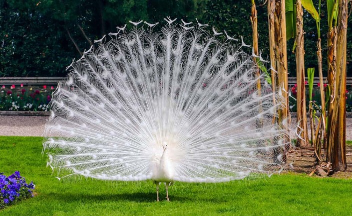 Khổng tước trắng.