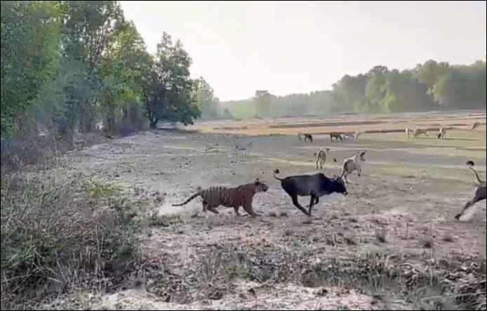 Hổ tấn công bò của nông dân.