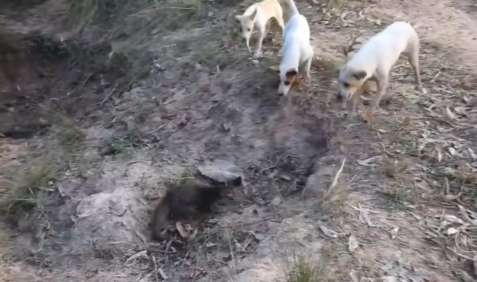 Ảnh cắt từ clip.