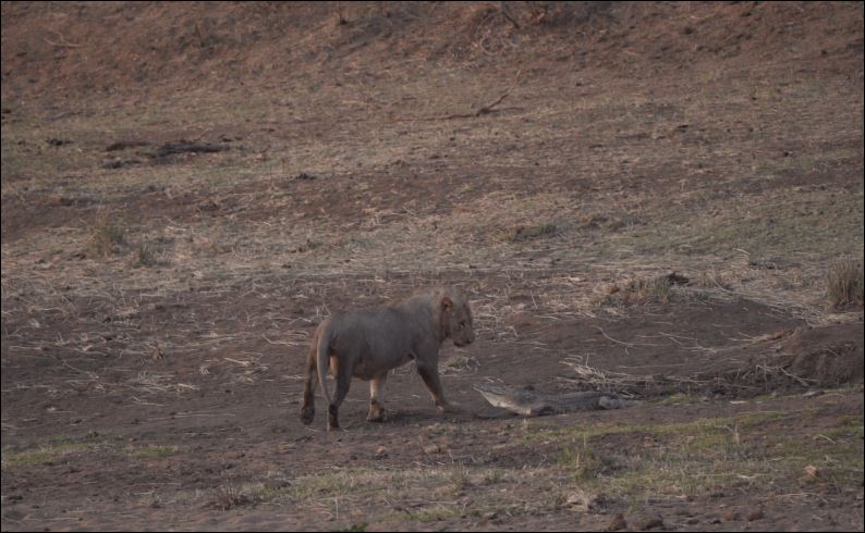 Sư tử liên tục đi xung quanh cá sấu để tìm cơ hội tấn công, trong khi đó cá sấu cũng cố gắng phòng ngự.