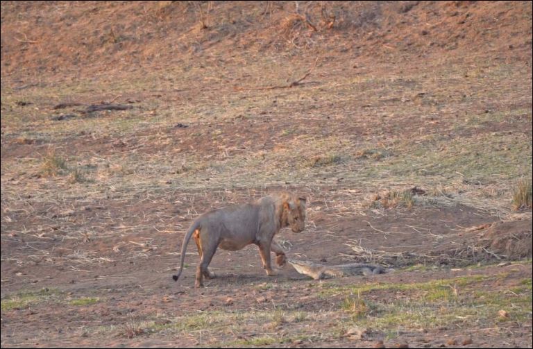 Khi đang di chuyển trên dòng sông cạn tại Vườn quốc gia Kruger, Nam Phi để tìm nước uống, một chú sư tử đực đã có cuộc chạm trán với cá sấu đang nằm phơi nắng.