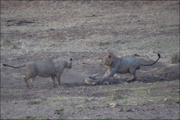 Trong tình cảnh 1 đấu 2, cá sấu chỉ biết cố gắng phòng ngự.