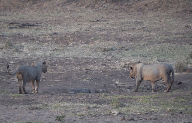 Sau đó, một chú sư tử khác xuất hiện khiến con cá sấu gặp nguy hiểm.