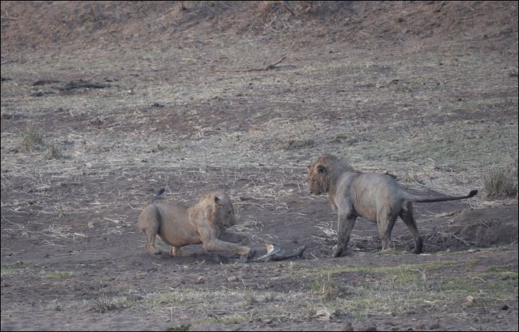 Chỉ một thoáng thiếu tập trung, cá sấu đã bị sư tử tấn công.