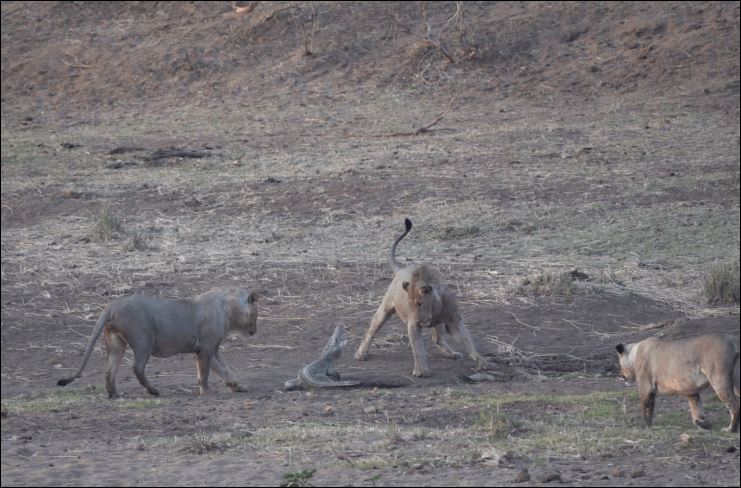 Mọi chuyện càng thêm tồi tệ với chú cá sấu nhỏ khi con sư tử thứ 3 xuất hiện.