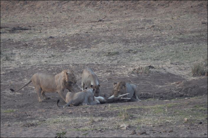 Sau đó, chúng cố gắng giằng xé để “xẻ thịt” con mồi.