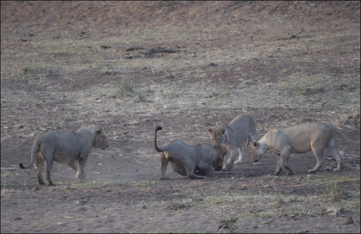 Với sức mạnh và số lượng vượt trội, bầy sư tử dễ dàng áp đảo đối thủ.
