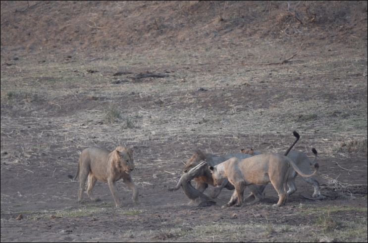 Chỉ trong ít giây ngắn ngủi, bầy sư tử đã hạ sát được con cá sấu.