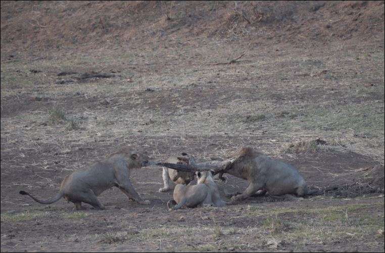 Cuối cùng, bầy sư tử cùng nhau thưởng thức bữa tiệc thịt cá sấu ngon miệng.