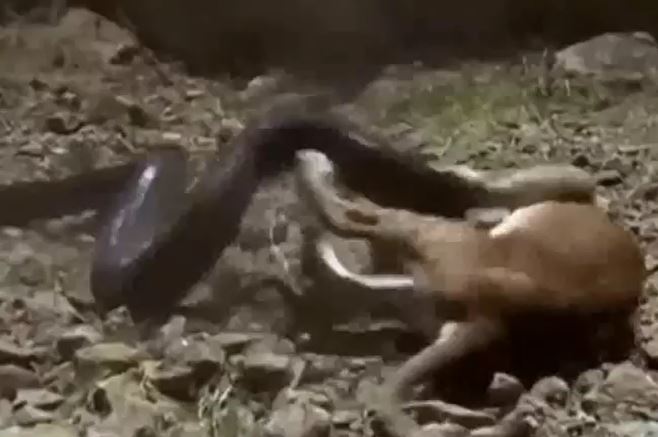 Ảnh cắt từ clip.