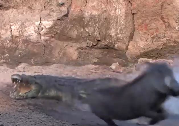 Ảnh cắt từ clip.