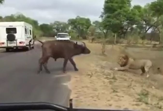 Ảnh cắt từ clip.