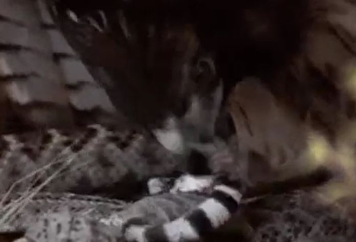 Ảnh cắt từ clip.