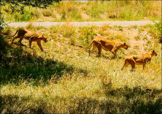 Khi đang tham quan khu vực đập Kumana, Nam Phi, nhiếp ảnh gia Mark Fox đã bắt gặp một bầy sư tử cái đang đi săn.