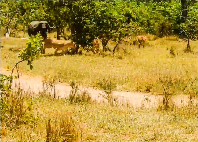 Ban đầu, trâu rừng đã phản công dữ dội khiến bầy sư tử phải lùi bước.