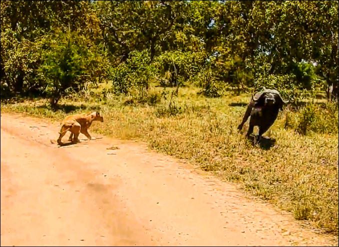 Chỉ vài phút theo dõi, Mark Fox đã phát mục tiêu của bầy sư tử và đó là một chú trâu rừng trưởng thành.