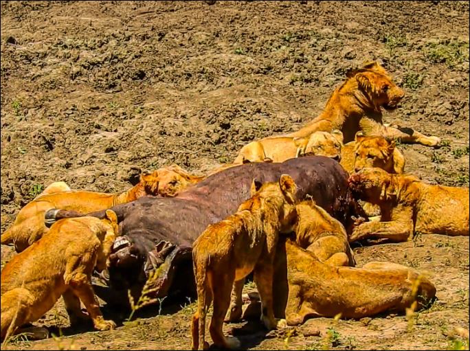 Với số lượng vượt trội và nhờ vào sự phối hợp ăn ý giữa các thành viên trong bầy, những con sư tử đã hạ sát được chú trâu rừng.