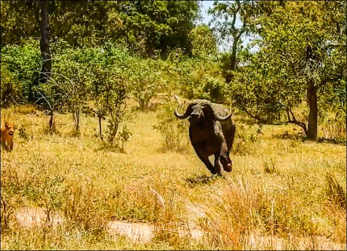 Nhưng sau đó, bầy sư tử tấn công từ mọi phía, cố dồn trâu rừng ra khoảng đất trống để phối hợp hạ gục.