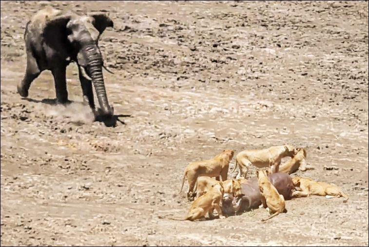 Khi đang thưởng thức bữa ăn, bầy sư tử đã vội vã bỏ chạy vì bị con voi khổng lồ bất ngờ lao tới tấn công.