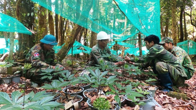 Tỉnh Quảng Ngãi xác định khoa học và công nghệ là nền tảng then chốt để phát triển sâm Ngọc Linh thành ngành hàng giá trị cao.