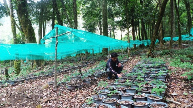 Sâm Ngọc Linh đang từng bước khẳng định vị thế sản phẩm quốc gia tầm quốc tế