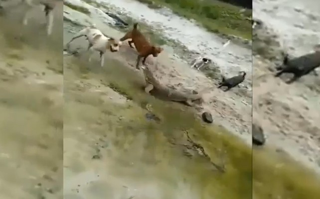 Ảnh cắt từ clip.