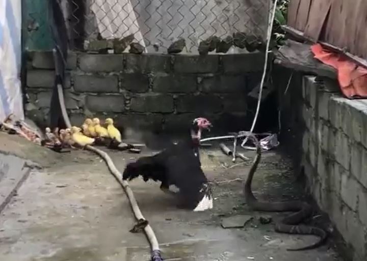 Ảnh cắt từ clip.