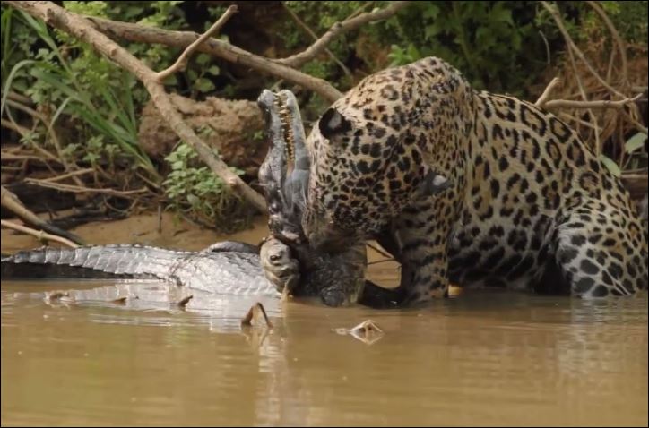 Báo đốm hạ sát cá sấu.