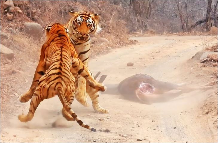 Hổ đực dễ dàng đánh bại hổ cái để cướp mồi.