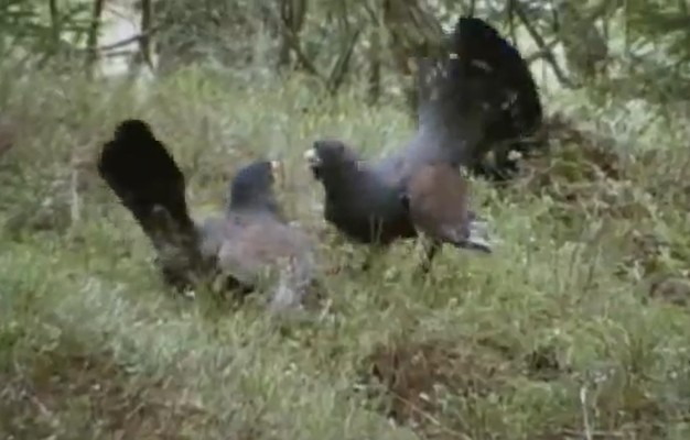 Ảnh cắt từ clip.