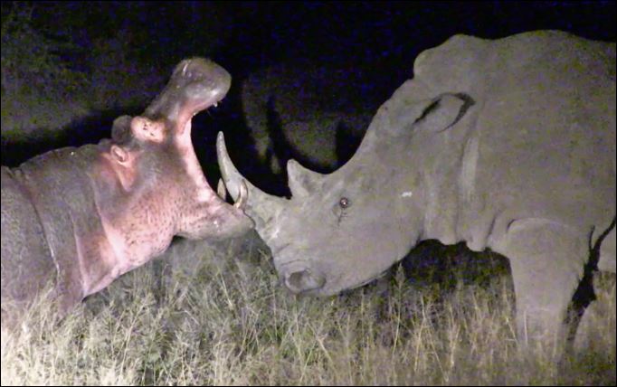 Hà mã khiêu khích tê giác.