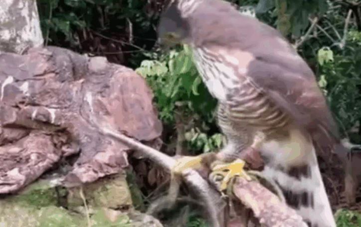 Ảnh cắt từ clip.