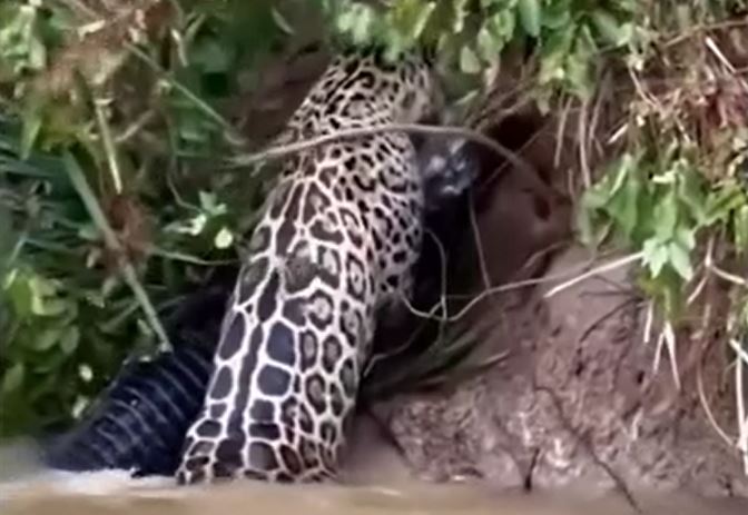 Ảnh cắt từ clip.