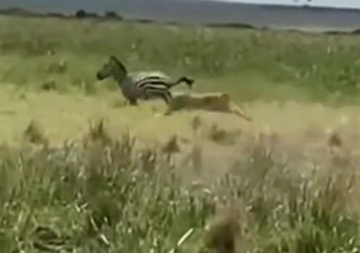 Ảnh cắt từ clip.