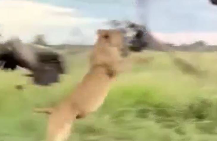 Ảnh cắt từ clip.