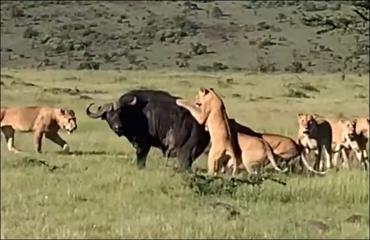 Bầy sư tử đoạt mạng trâu rừng.