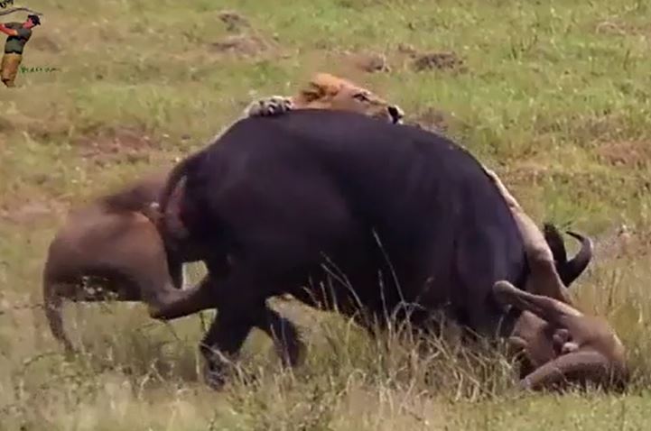 Ảnh cắt từ clip.