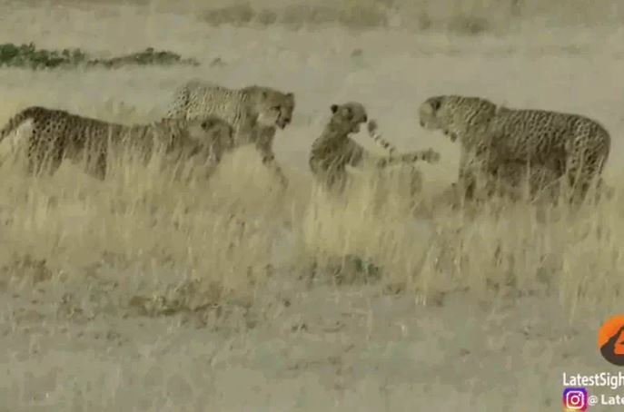 Ảnh cắt từ clip.