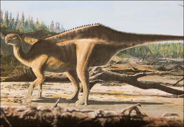 Ảnh phác họa về loài Istiorachis macarthurae. Nguồn: James Brown/PA.