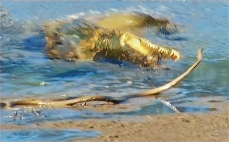 Cá sấu tấn công rắn mamba đen.