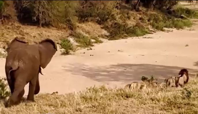 Ảnh cắt từ clip.