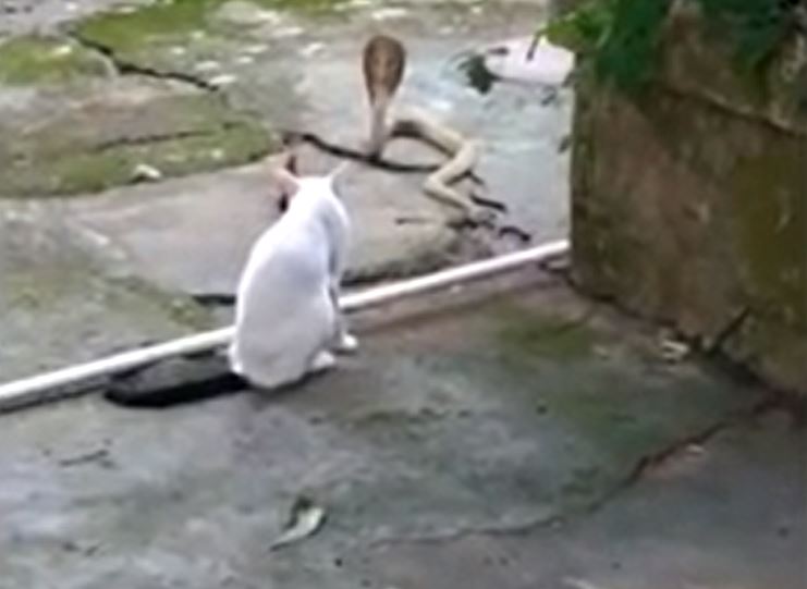 Ảnh cắt từ clip.