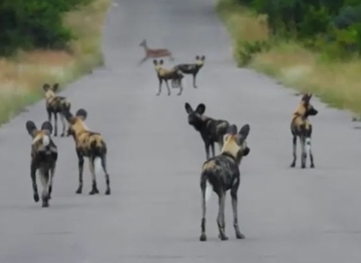 Ảnh căt từ clip.