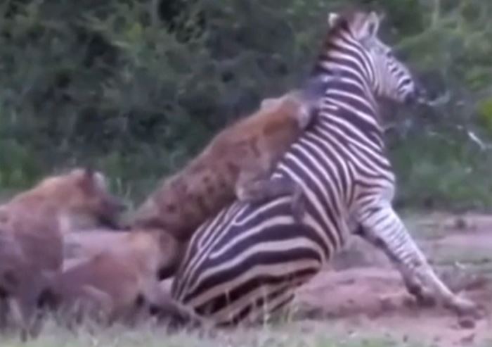 Ảnh cắt từ clip.