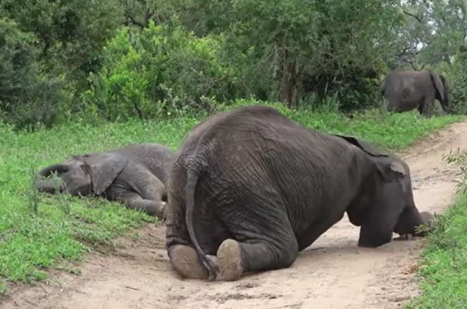 Ảnh cắt từ clip.