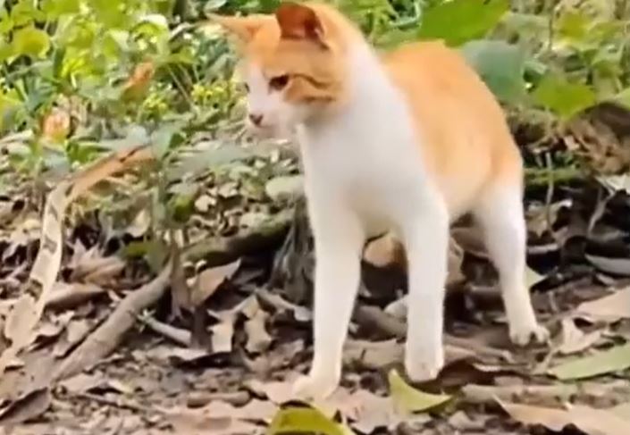 Ảnh cắt từ clip