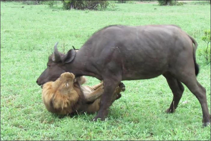 Sư tử đoạt mạng trâu rừng.