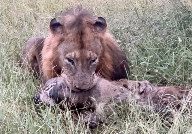 Sư tử hạ sát linh cẩu.